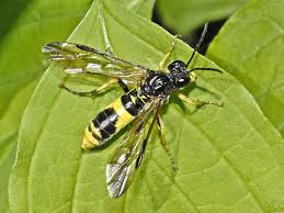 Attēlu rezultāti vaicājumam “Tenthredinidae”