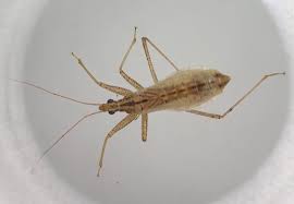 Attēlu rezultāti vaicājumam “Nabis limbatus”