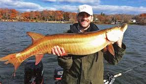 Image result for Esox masquinongy