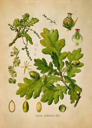 Attēlu rezultāti vaicājumam “Quercus robur female flower”