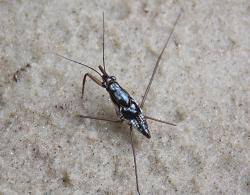 Attēlu rezultāti vaicājumam “Gerridae imago”