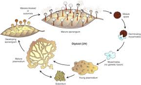 Attēlu rezultāti vaicājumam “Diachea leucopodia spores”