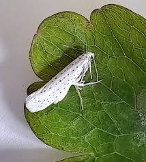 Attēlu rezultāti vaicājumam “Yponomeuta evonymella”