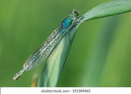 Attēlu rezultāti vaicājumam “Ischnura pumilio”