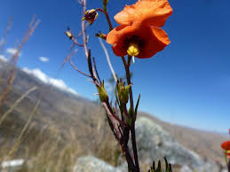 Image result for Alonsoa linearis