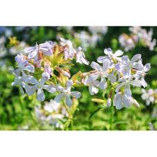 Attēlu rezultāti vaicājumam “Saponaria officinalis”