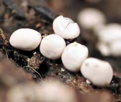 Attēlu rezultāti vaicājumam “Diderma testaceum”