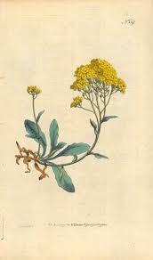 Image result for Alyssum saxatile