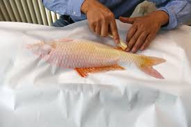 「魚拓」的圖片搜尋結果