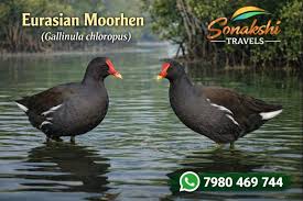 Attēlu rezultāti vaicājumam “Gallinula chloropus”