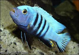 Risultati immagini per cynotilapia pulpican