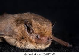 Attēlu rezultāti vaicājumam “Pipistrellus nathusii”