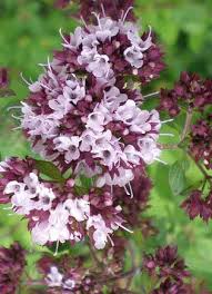 Attēlu rezultāti vaicājumam “Origanum majorana flower”