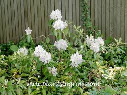 Attēlu rezultāti vaicājumam “Rhododendron catawbiense”