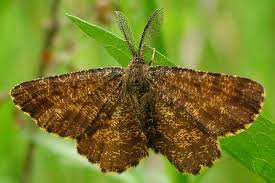 Attēlu rezultāti vaicājumam “Ematurga atomaria”