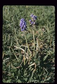 Attēlu rezultāti vaicājumam “Muscari neglectum flower”