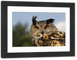 Attēlu rezultāti vaicājumam “Bubo bubo adult”