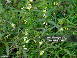 Attēlu rezultāti vaicājumam “Melampyrum pratense leaf”