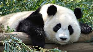 Résultat de recherche d'images pour "pandas"