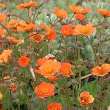 Attēlu rezultāti vaicājumam “Geum”