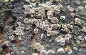 Attēlu rezultāti vaicājumam “Rimbachia neckerae”