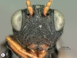 Attēlu rezultāti vaicājumam “Paramesus obtusifrons”