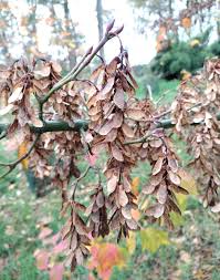 Attēlu rezultāti vaicājumam “Acer rufinerve flower”