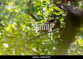 Attēlu rezultāti vaicājumam “Tetrastes bonasia juvenile”