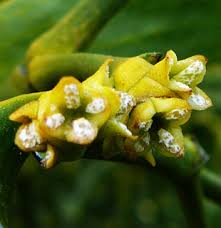 Attēlu rezultāti vaicājumam “Viscum album female flower”