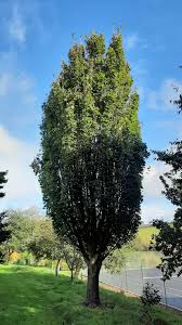 Attēlu rezultāti vaicājumam “Acer campestre”