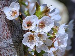 Attēlu rezultāti vaicājumam “Prunus avium flower”