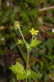 Attēlu rezultāti vaicājumam “Galium rivale fruit”