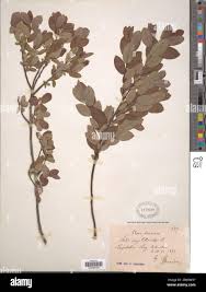 Attēlu rezultāti vaicājumam “Salix myrtilloides leaf”