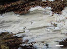 Attēlu rezultāti vaicājumam “Sidera lenis”