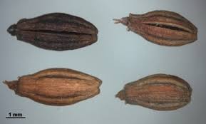 Attēlu rezultāti vaicājumam “Oenanthe aquatica fruit”