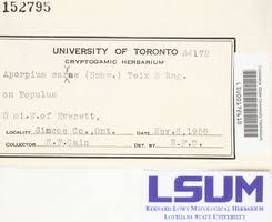 Attēlu rezultāti vaicājumam “Elmerina caryae”