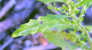 Image result for Chenopodium ambrosioides