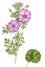 Image result for Malva moschata