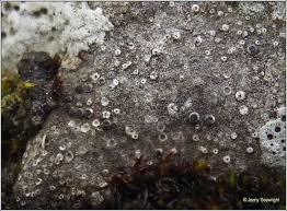 Attēlu rezultāti vaicājumam “Petractis sp.”