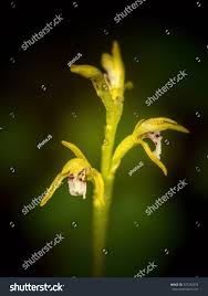 Attēlu rezultāti vaicājumam “Corallorhiza trifida flower”