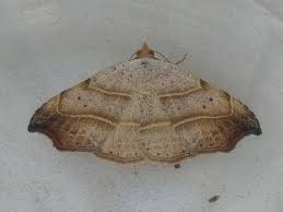 Attēlu rezultāti vaicājumam “Laspeyria flexula”