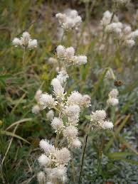 Attēlu rezultāti vaicājumam “Antennaria dioica leaf”
