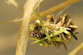 Attēlu rezultāti vaicājumam “Limnephilus larva”