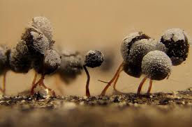 Attēlu rezultāti vaicājumam “Physarum penetrale macro”