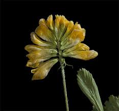 Attēlu rezultāti vaicājumam “Trifolium aureum leaf”