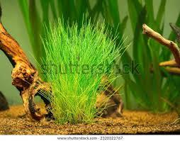 Attēlu rezultāti vaicājumam “Eleocharis uniglumis fruit”