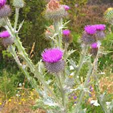 Image result for Onopordum acanthium