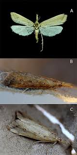 Attēlu rezultāti vaicājumam “Donacaula mucronella”