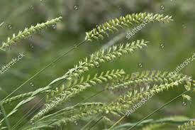 Attēlu rezultāti vaicājumam “Cynosurus cristatus”