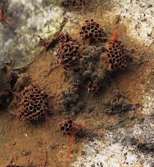 Attēlu rezultāti vaicājumam “Metatrichia sp.”